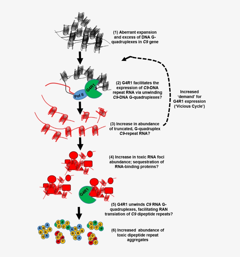 Figure Illustrating Rna Processes - Illustration, transparent png #9320542