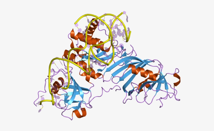 Pdb 2rfk Ebi - Illustration, transparent png #9320883