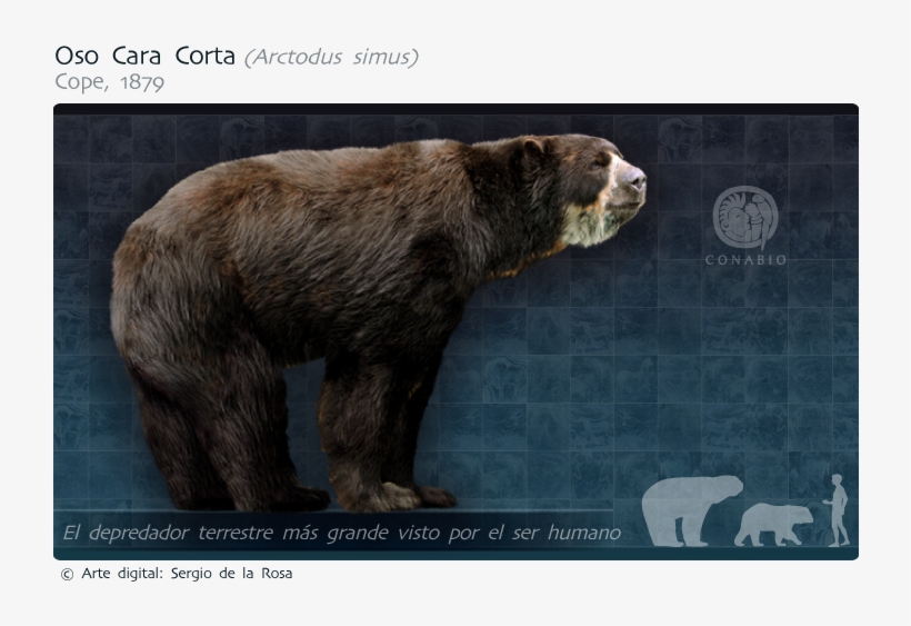Parientes Vivos Más Cercanos - Grizzly Bear, transparent png #9322703