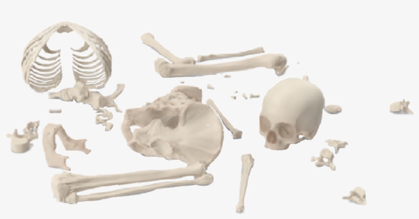 #skeleton #bones #brokenskeleton #graphicdesign #png - Skull, transparent png #9323749