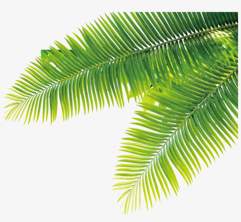 Tropical Tropics Plant Computer File Free Hq Image - Transparent Tropical Plants Png, transparent png #9324342