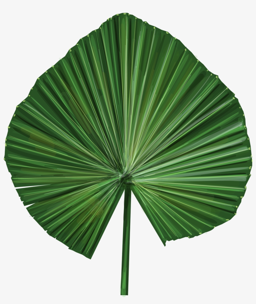 Vector Illustrations Of Exotic Leaves - Sabal Palmetto, transparent png #9324376