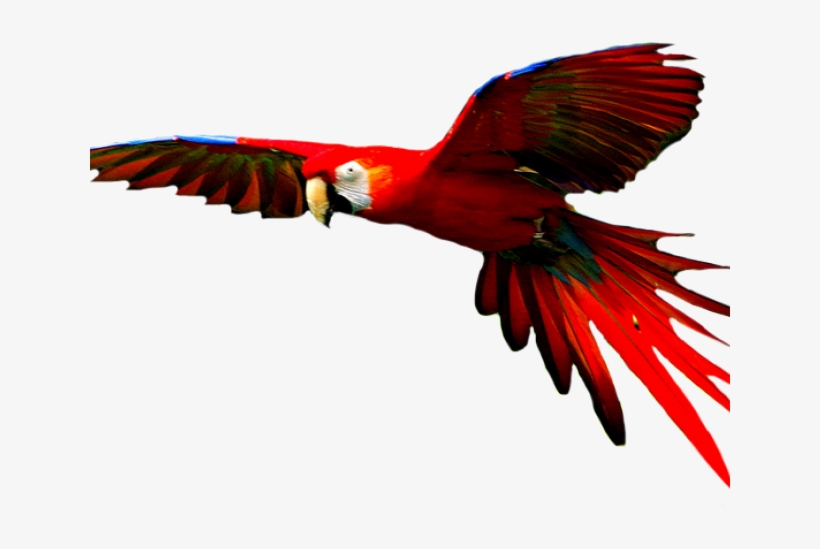Macaw Png Transparent Images - Colorful Bird Flying Png, transparent png #9325700