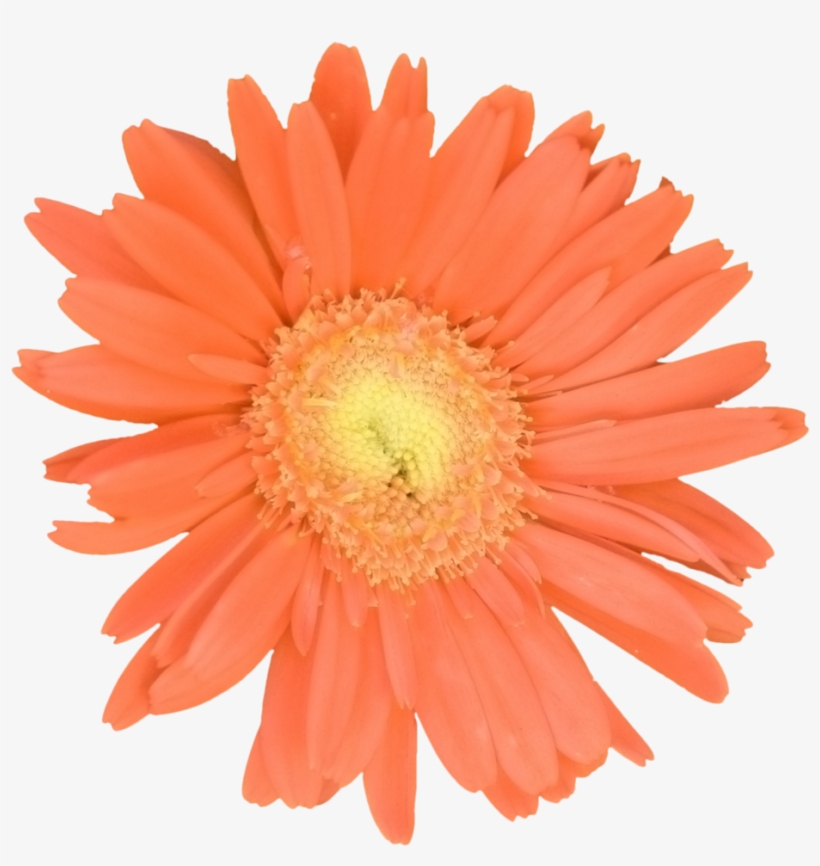 Gerber Daisy Orange - Noppenball 5cm, transparent png #9327476