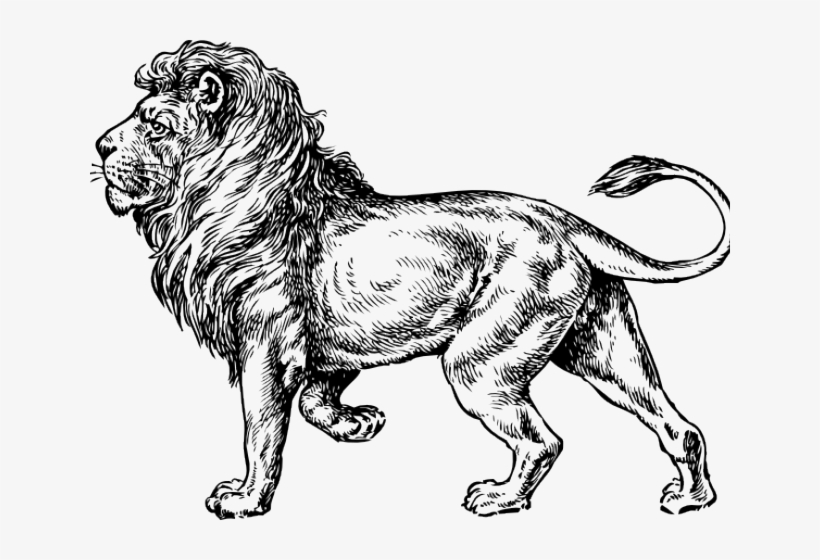 Drawn Lion Loin - Lion Drawing Side View, transparent png #9327865