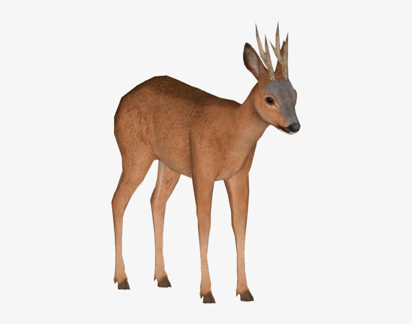 Siberian Roe Deer - Roe Deer, transparent png #9328236