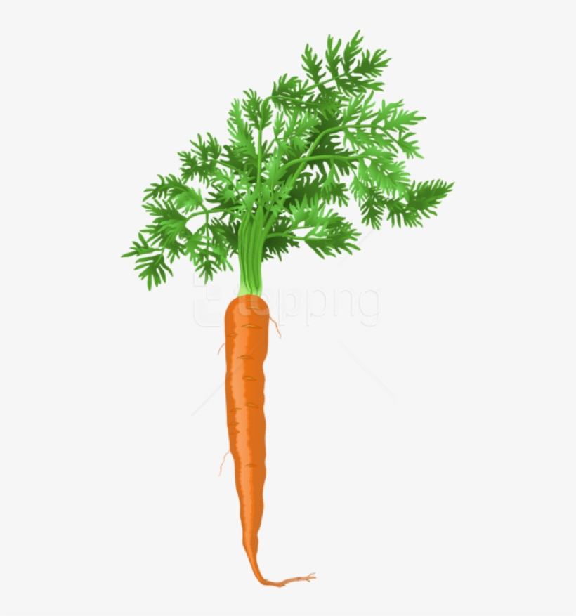 Carrot Png Png - Carrot Png, transparent png #9330186