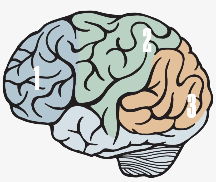 Magazine Illustration Of A Brain, With Sections Labeled, transparent png #9330761