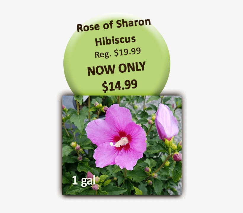 Rose Of Sharon - Chinese Hibiscus, transparent png #9331259