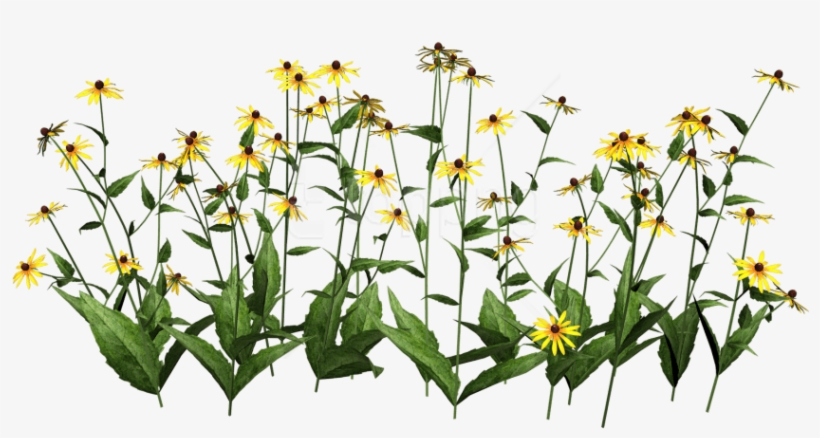 Free Png Plants Transparent Png Images Transparent - Wildflower Clip Art Free, transparent png #9331797