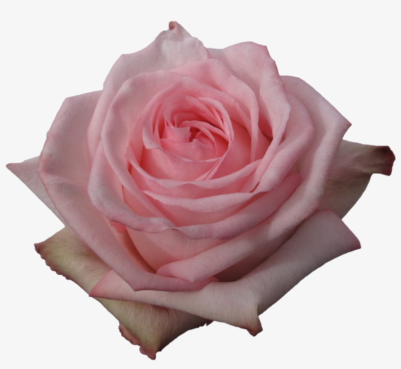Rose - Floribunda, transparent png #9333005
