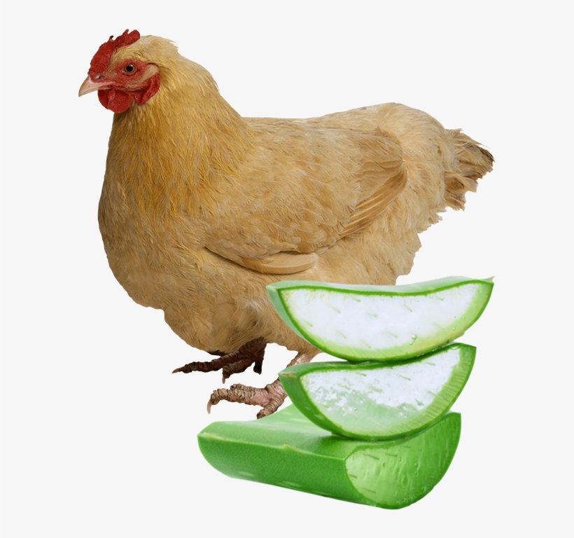 Aloe As Growth Enhancer In Chickens Blend Of Botanical - Aloe Vera Plant With Transparent Background, transparent png #9333195