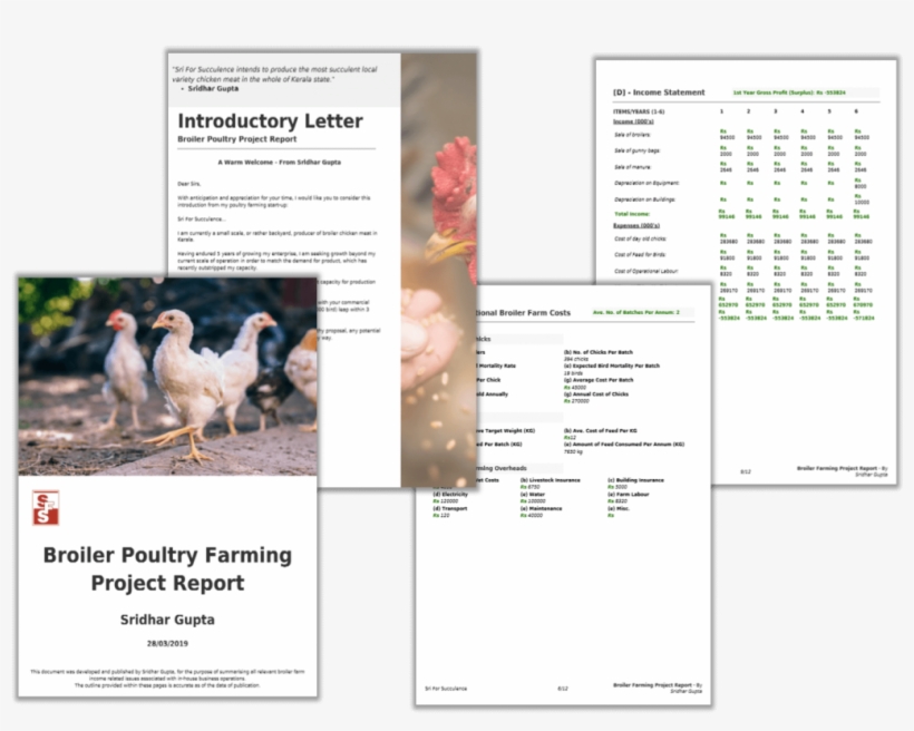Broiler Farming Project Report Pdf - Chicken, transparent png #9333218