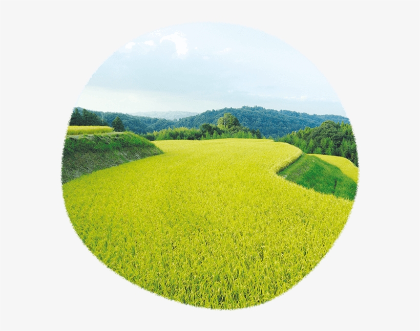 Mochikichi's Rice Cracker Artisans Specially Select - Field, transparent png #9337509