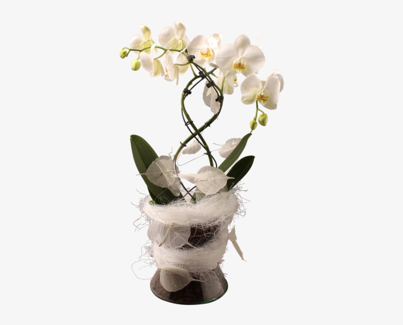 600 X 600 0 - Moth Orchid, transparent png #9338210