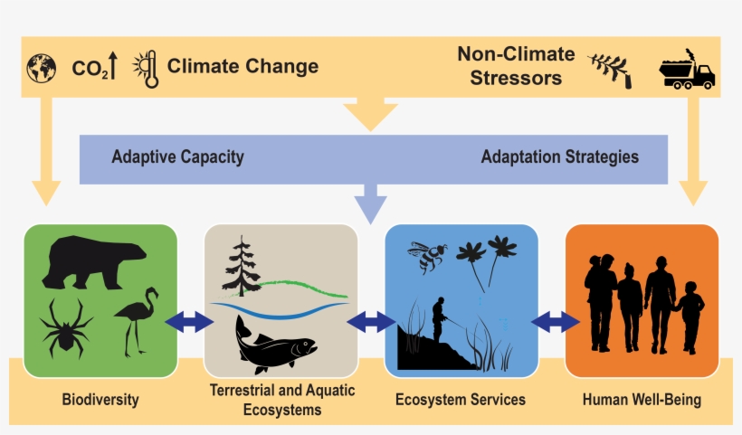 Diagram Using Arrows To Connect A Series Of Boxes Containing - Silhouette, transparent png #9339058