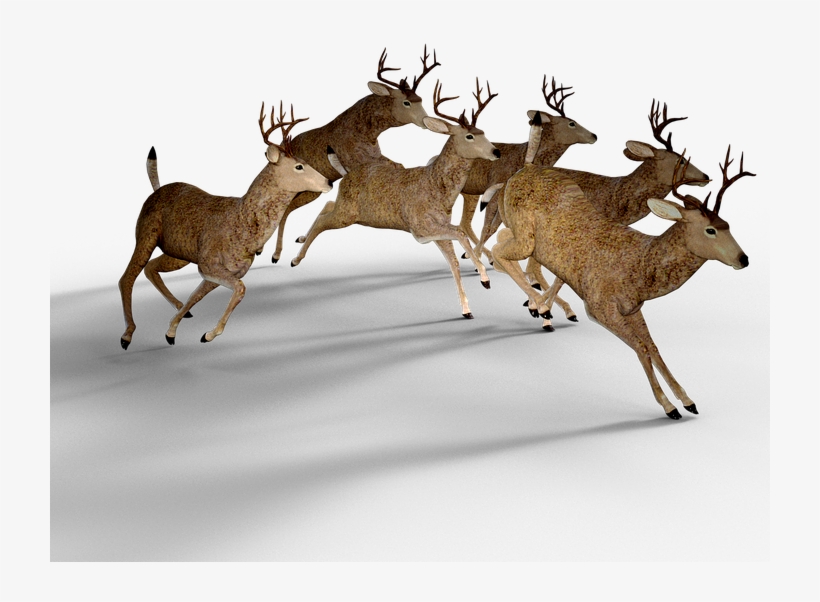 Deer Free Png Transparent Background Images Free Download - Most Deer Population, transparent png #9339742