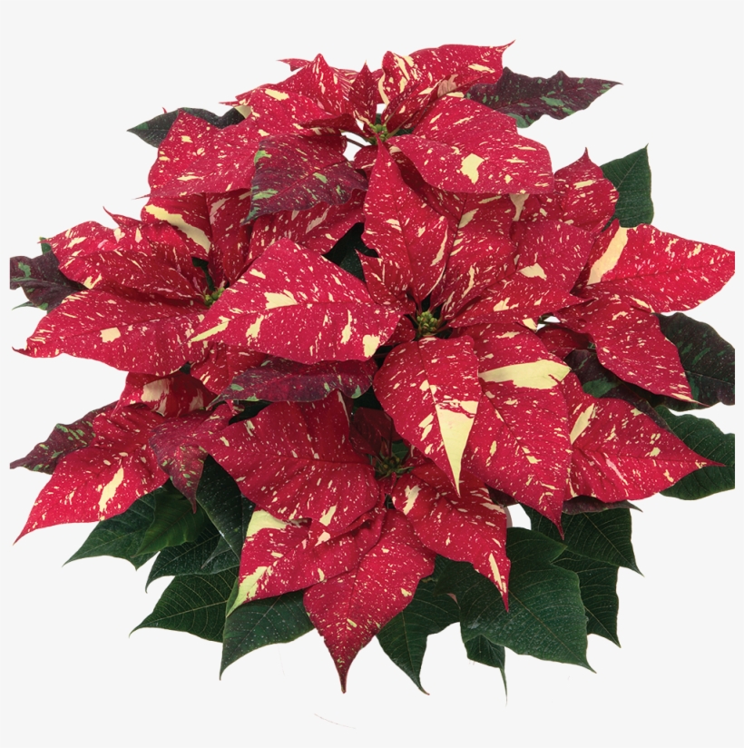 Primero Red Glitter* - Red Glitter Poinsettia, transparent png #9340027