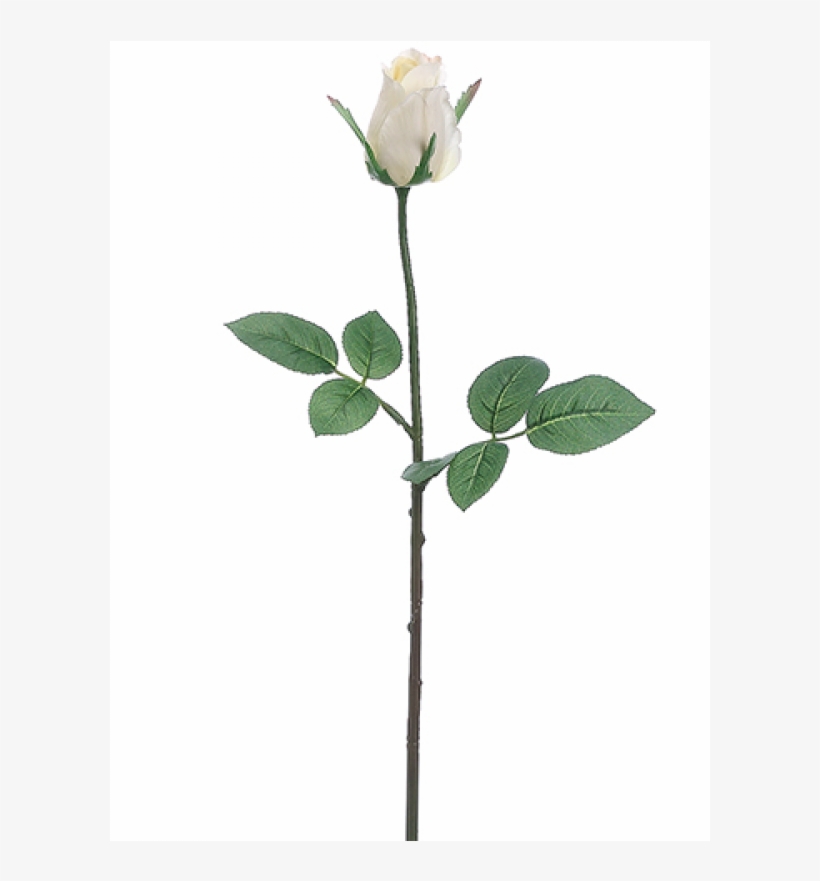 5" Rose Bud Spray White - Garden Roses, transparent png #9341091