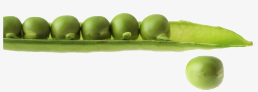 Snap Pea, transparent png #9343150