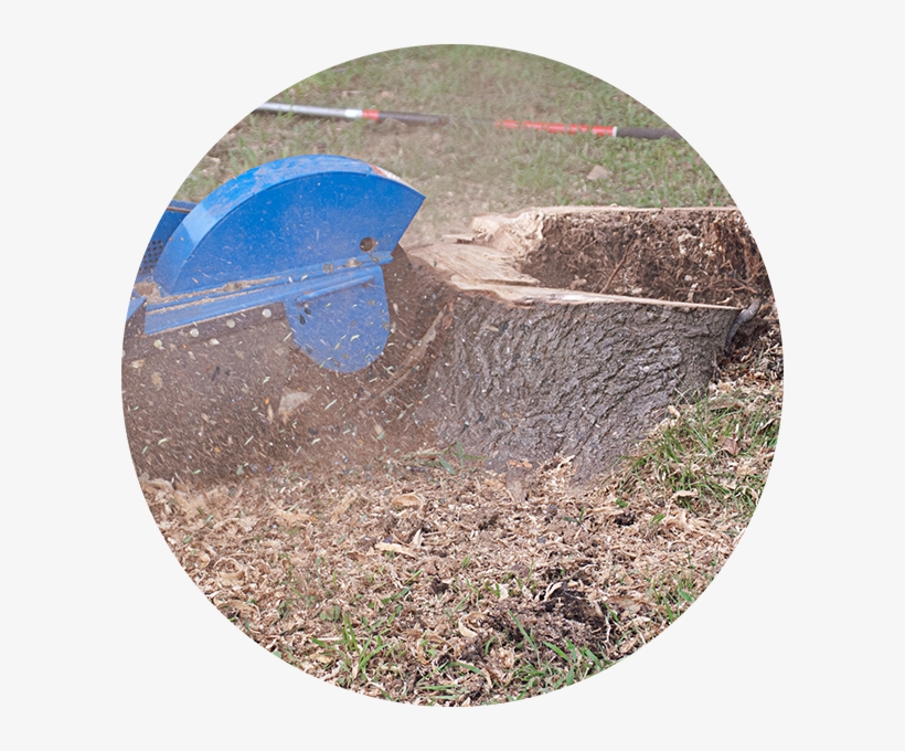 Tree Stump Removal - Stump Grinder, transparent png #9344063