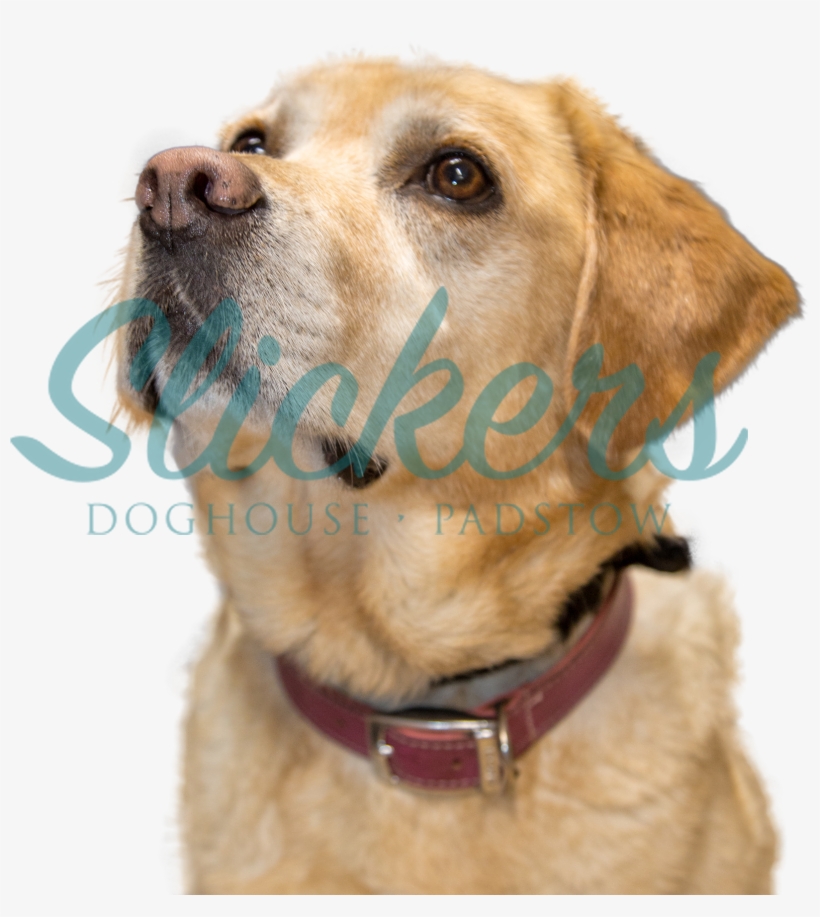 Christmas Festival - Photo, transparent png #9345000