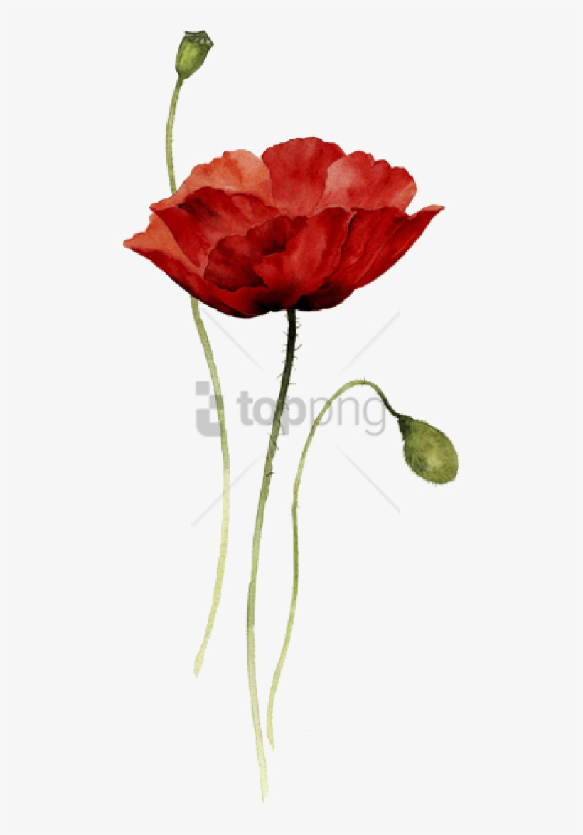 Free Png Download Red Poppy Watercolor Tattoo Png Images - Watercolor Drawing Flower, transparent png #9345539