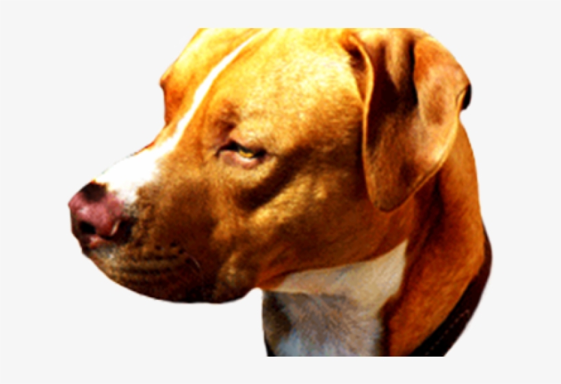 Pit Bull, transparent png #9345887