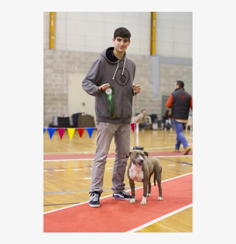 Dog Informations - Dog Catches Something, transparent png #9345995