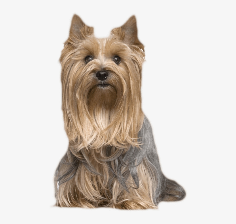 Similar Breeds - Australian Silky Terrier, transparent png #9346812