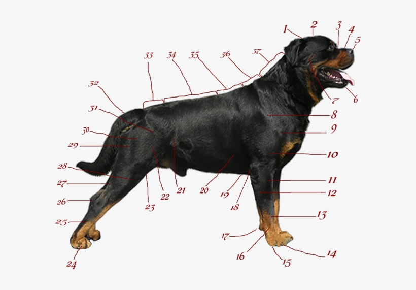 Rottweiler Breeders Aim At A Dog Of Abundant Strength, - Rottweiler Anatomy, transparent png #9347516