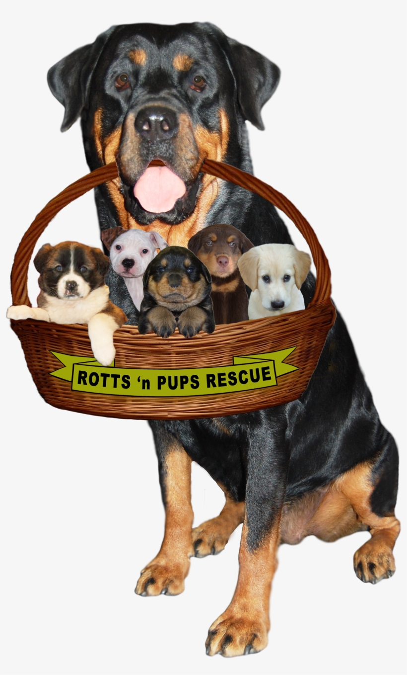 A 501 (3) Public Charity, transparent png #9347524