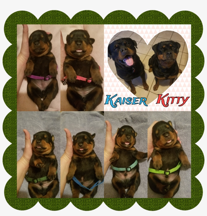 Rottweiler Puppies - Polish Hunting Dog, transparent png #9347878