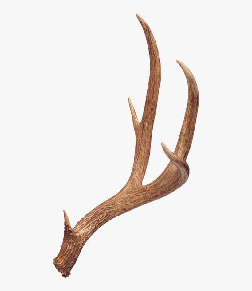 10 Point Deer Antlers, transparent png #9348065