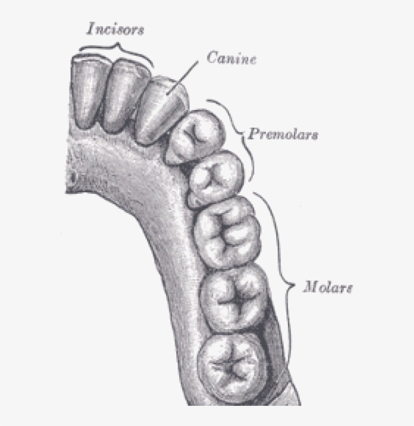 The Start Of Digestion - Canine Tooth, transparent png #9354682