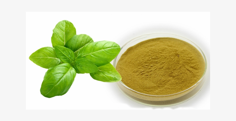 Basil Natural Plant, Basil Natural Plant Suppliers - فایده ریحان, transparent png #9355674