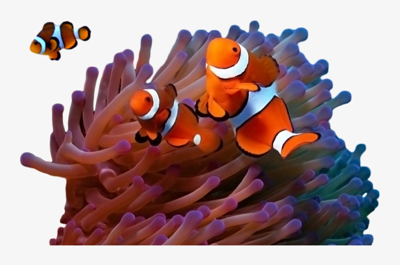 Visit Mafia Island - Casal De Peixe Palhaço, transparent png #9356041