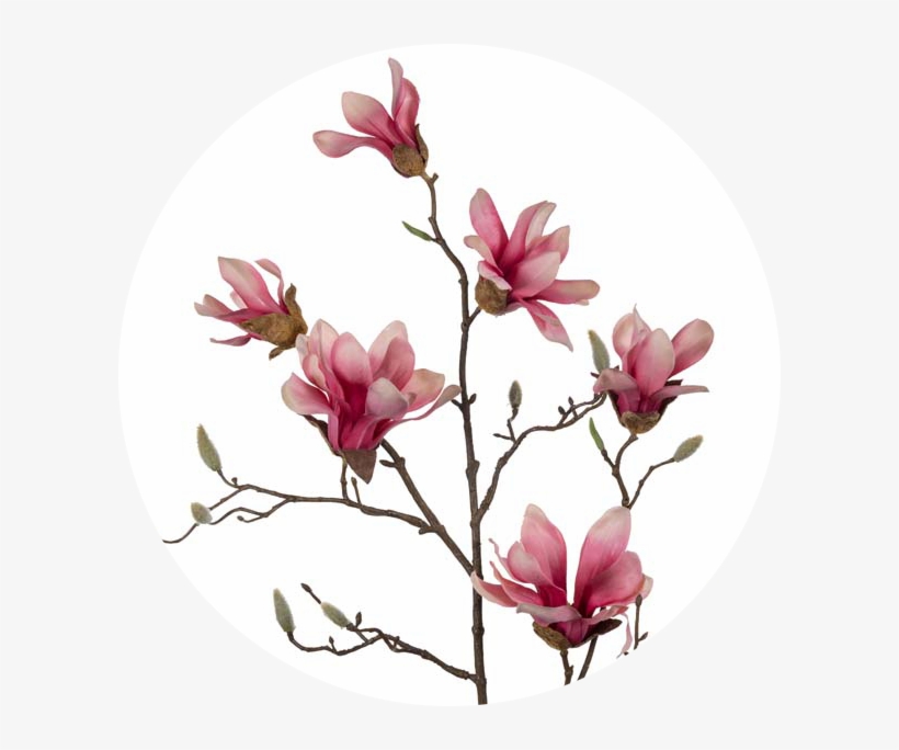 White - Pink - Chinese Magnolia, transparent png #9359831
