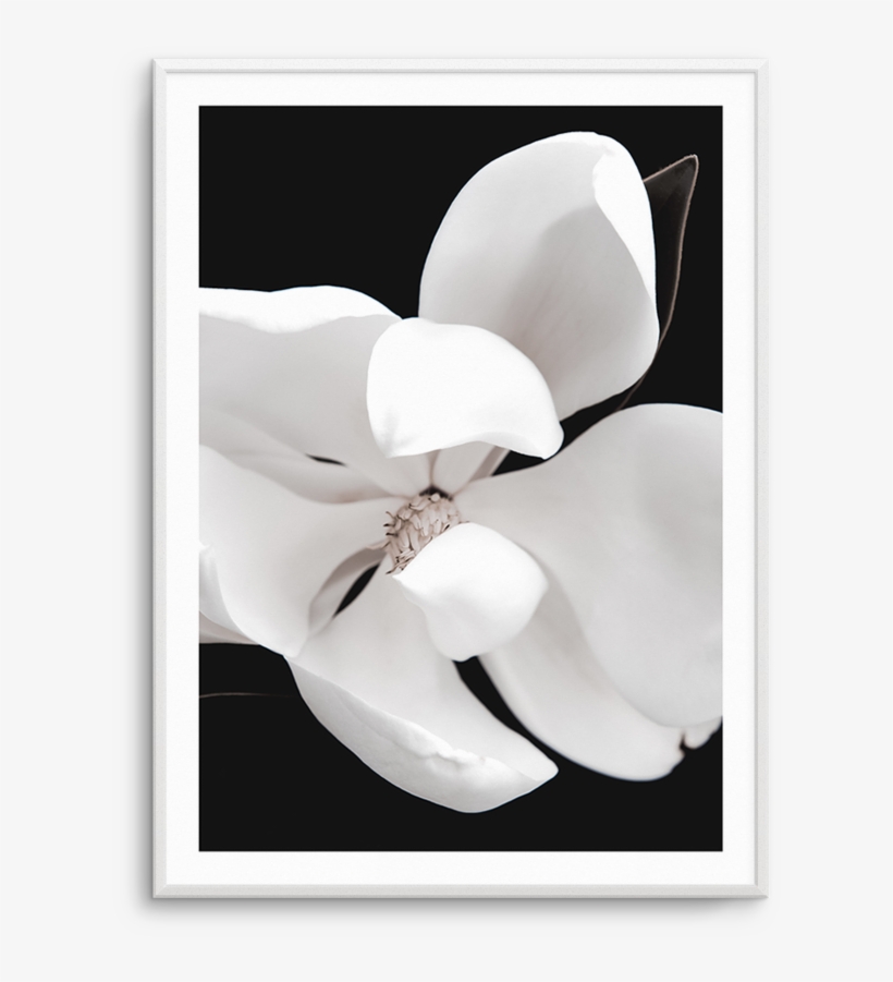 Dark Magnolia No Ii - Arum, transparent png #9359911