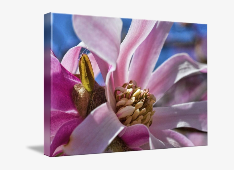 Blossom By Paul Coco - Magnolia, transparent png #9359918