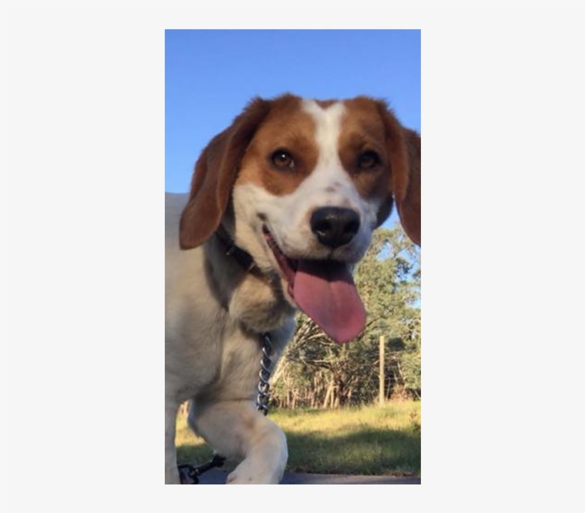 Photo Of Frappe - Beagle-harrier, transparent png #9359955
