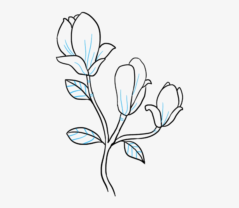 How To Draw Magnolia Flower - Easy Magnolia Flower Drawing, transparent png #9360007