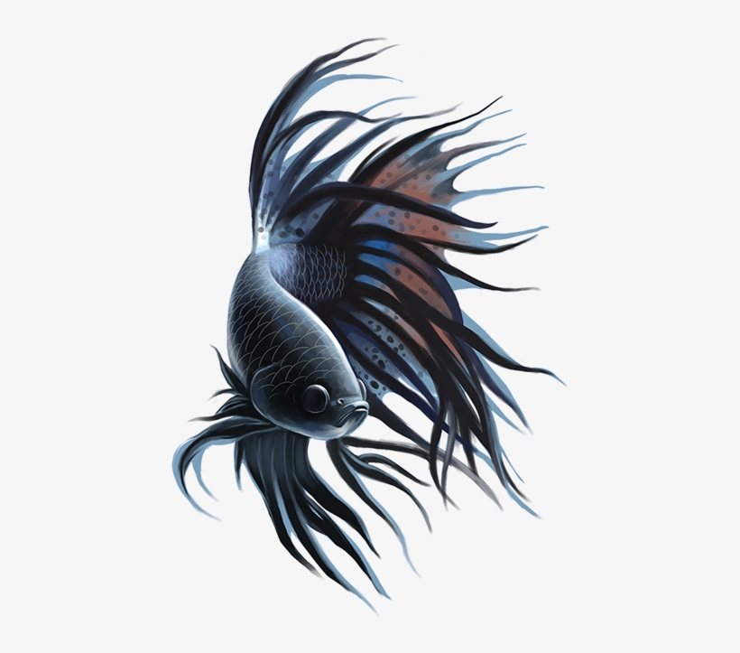 Betta On Behance - Cnidaria, transparent png #9360401