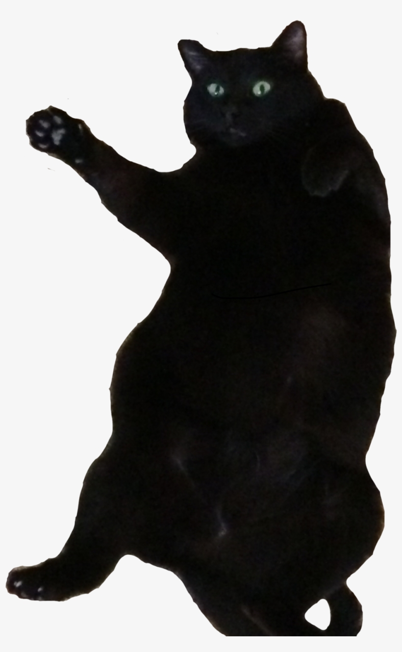 1024 X 1526 3 - Black Cat, transparent png #9360567