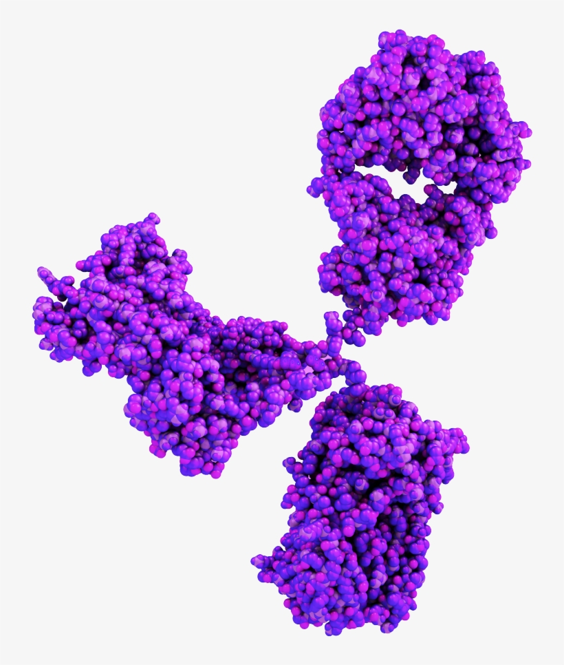 Therapeutic Antibody Discovery - Antibody, transparent png #9360979