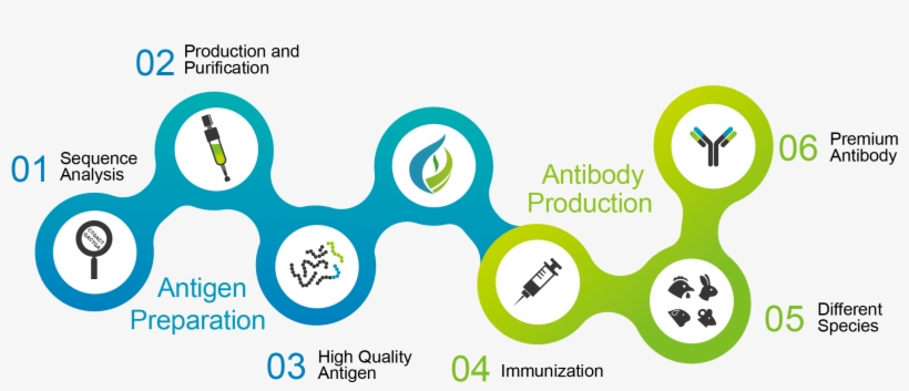 We Are Able To Develop Antibodies According To Our - Graphic Design, transparent png #9361039