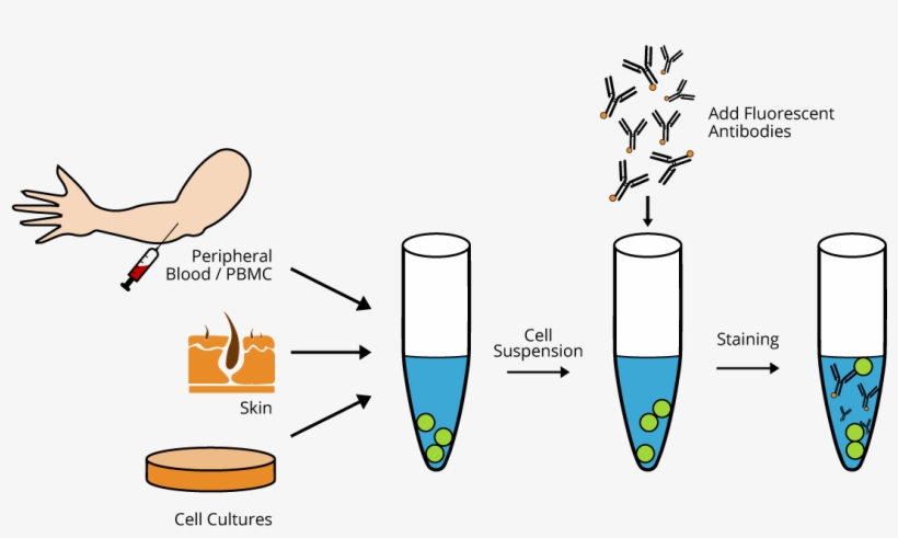 General Experimental Procedure - Flow Cytometry, transparent png #9361292