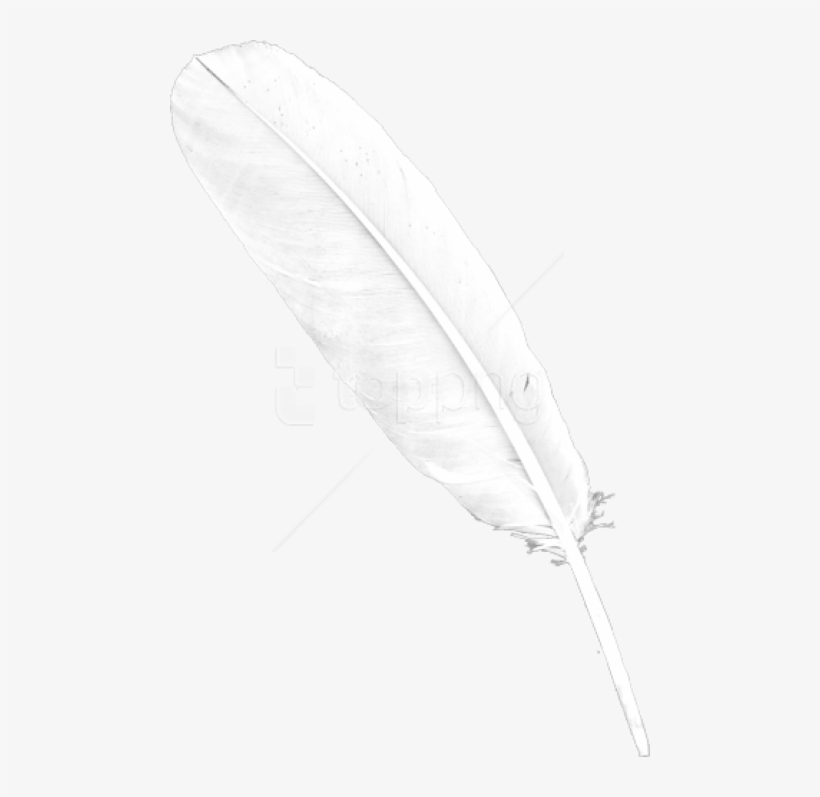 Free Png Images - Transparent Background White Feather, transparent png #9361710