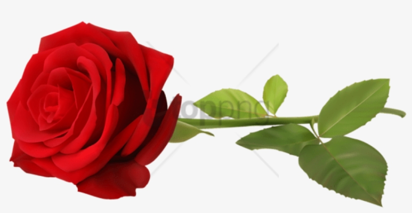 Free Png Download Rose Png Images Background Png Images - Long Stem Rose Png, transparent png #9362698