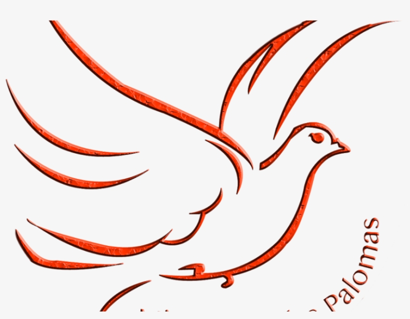 Newsletter Trimestral - 1-2014 - Phasianidae, transparent png #9362700